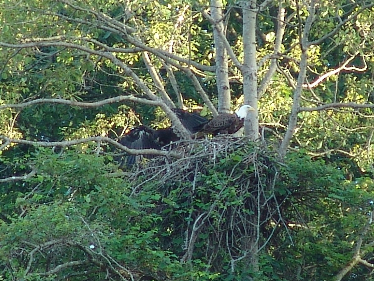 Bald Eagle - ML120371101