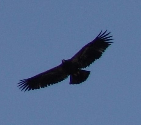 Bald Eagle - ML120371271
