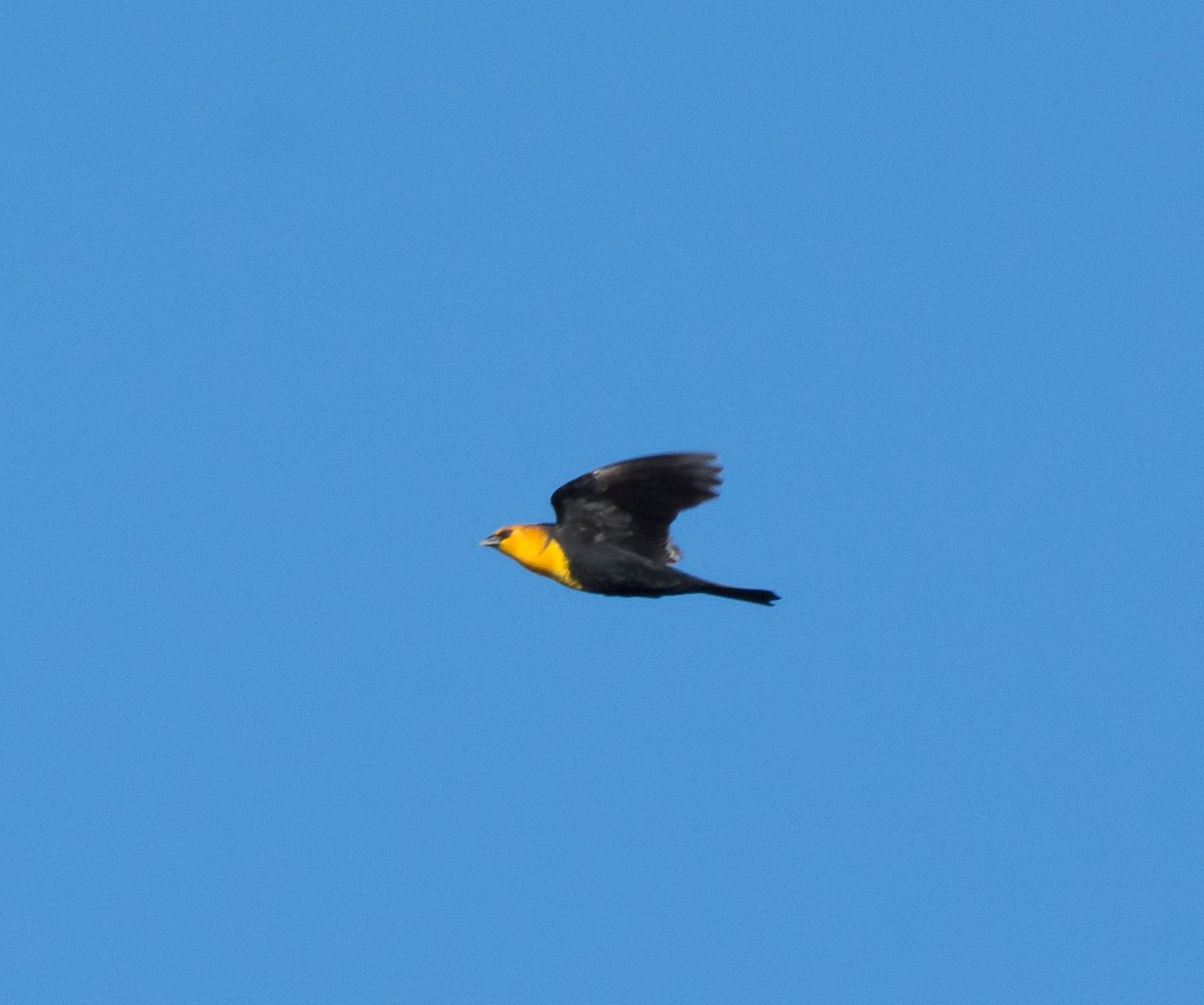 Yellow-headed Blackbird - ML120371331