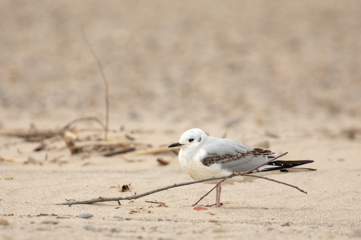 Bonaparte's Gull - ML120371481