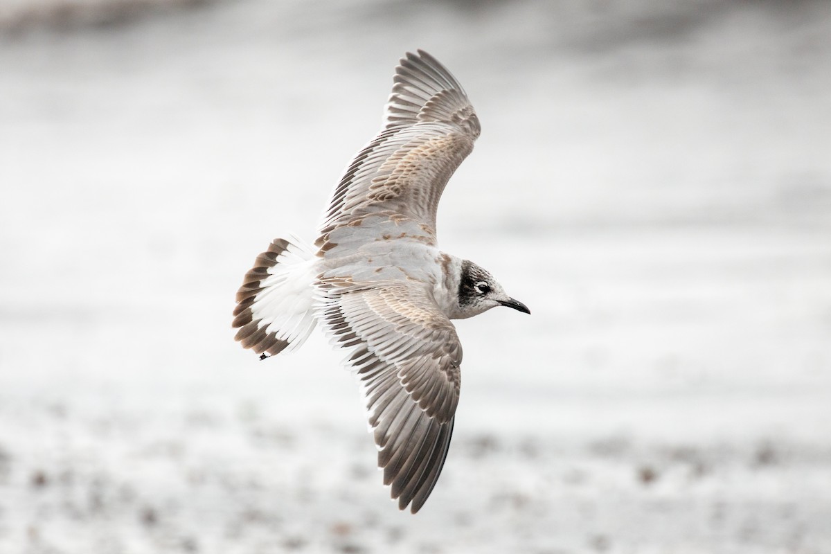 Franklin's Gull - Tony Dvorak