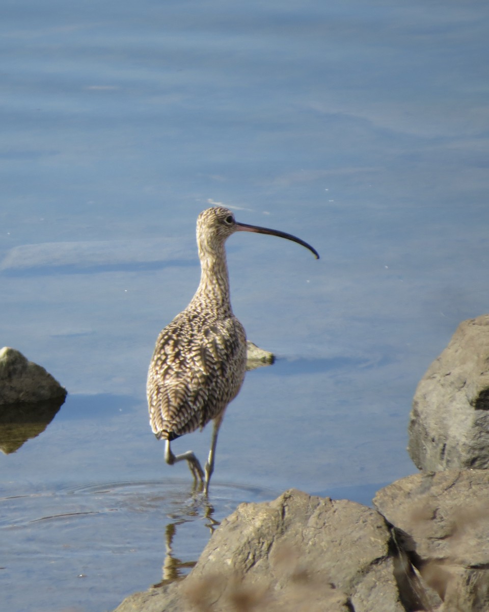 Long-billed Curlew - Tristan Lowery