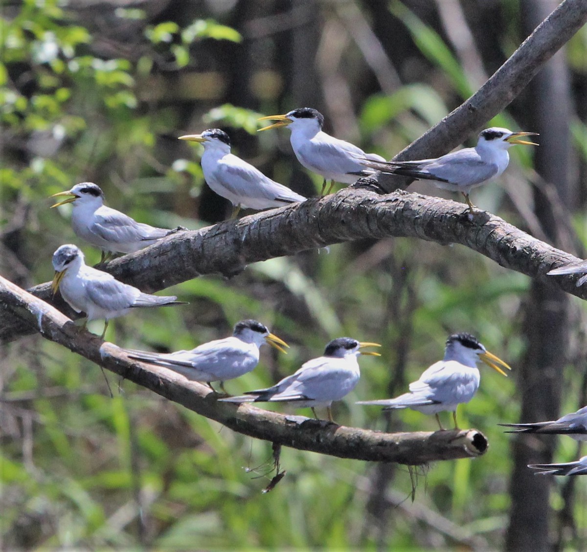 Yellow-billed Tern - ML120374071