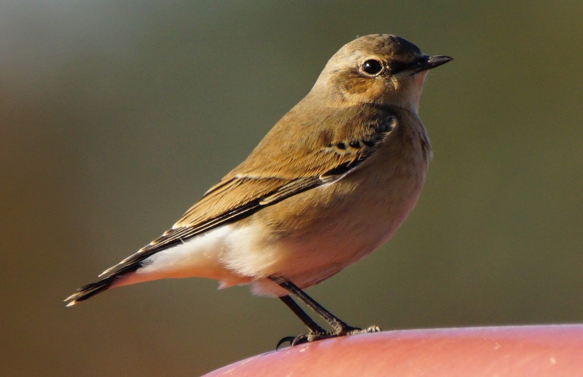 Northern Wheatear - Dennis Mersky