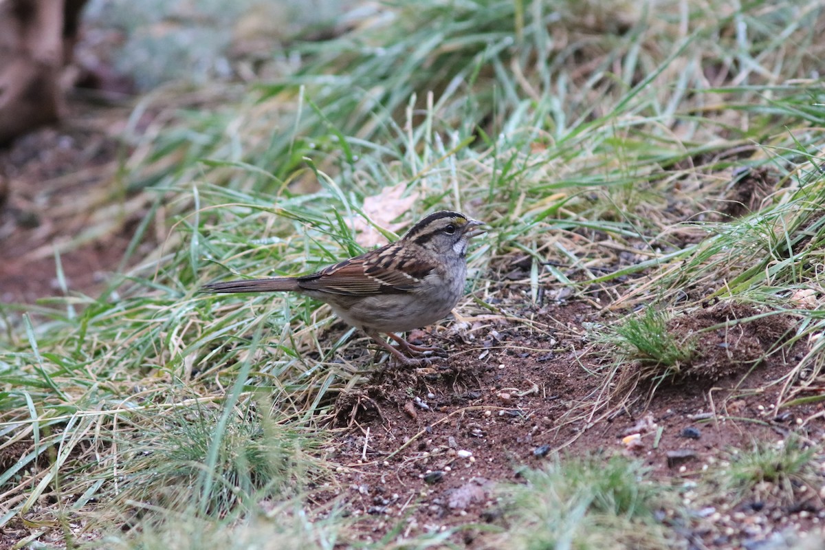 White-throated Sparrow - John Drummond