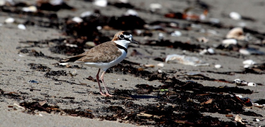 Collared Plover - ML120379151