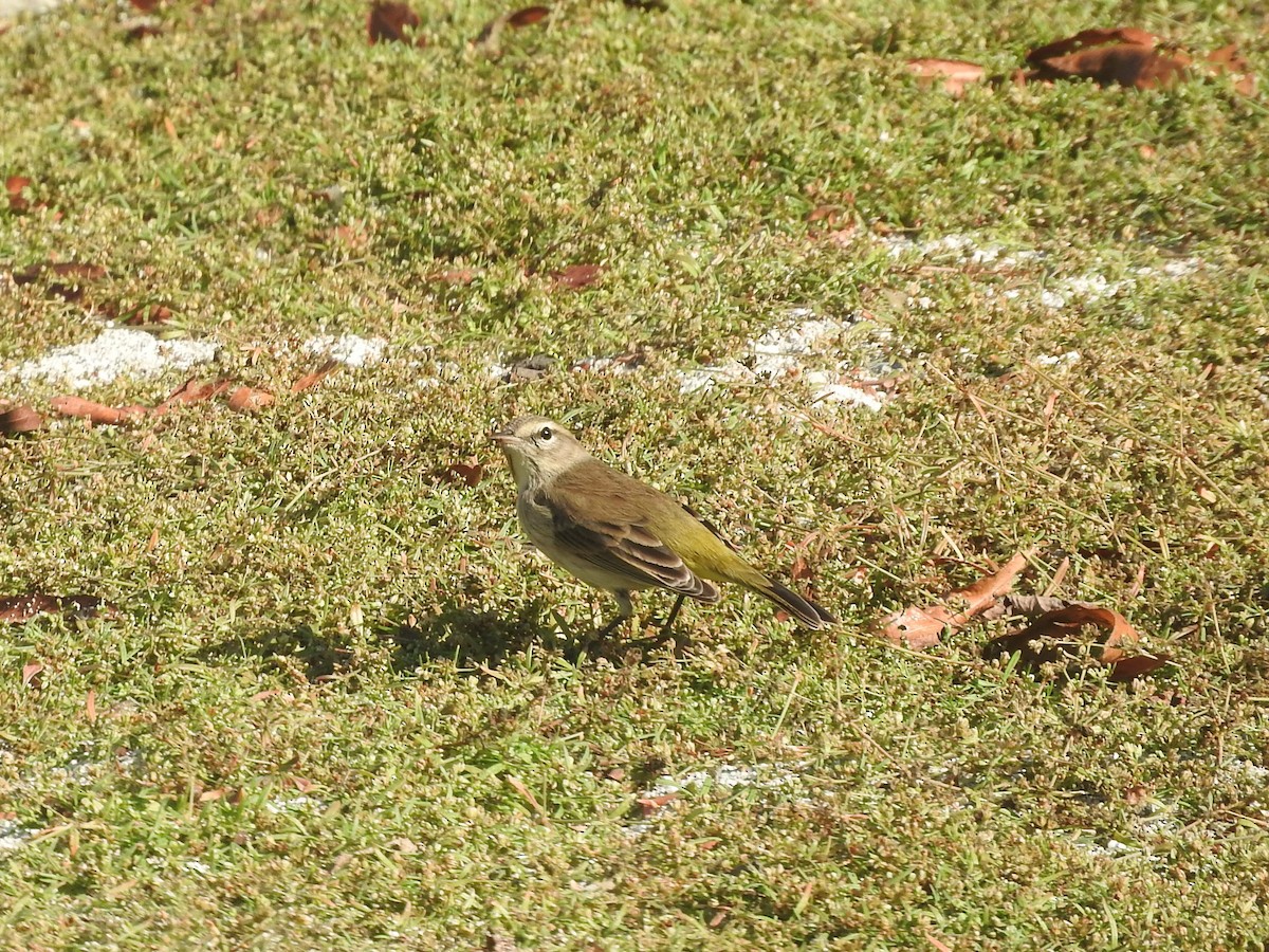 Palm Warbler - ML120380491