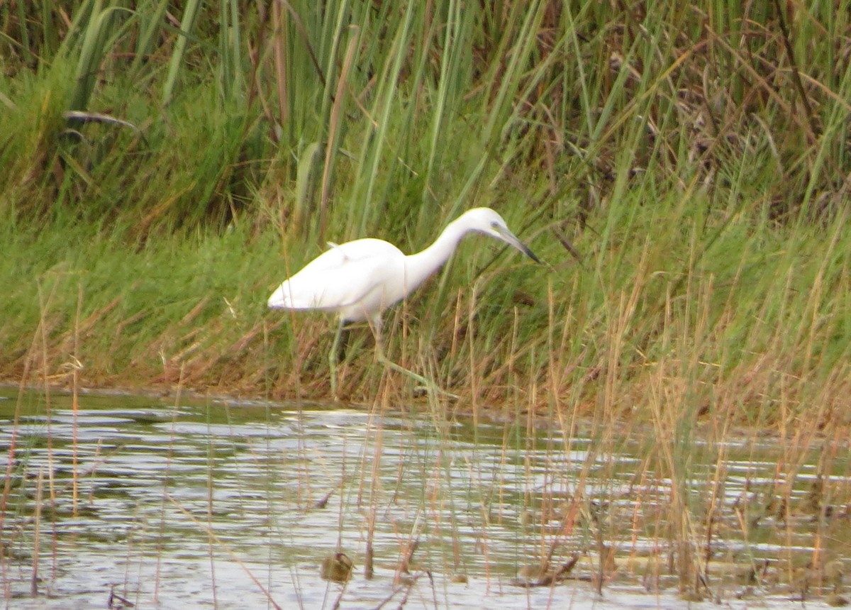 Little Blue Heron - ML120380871