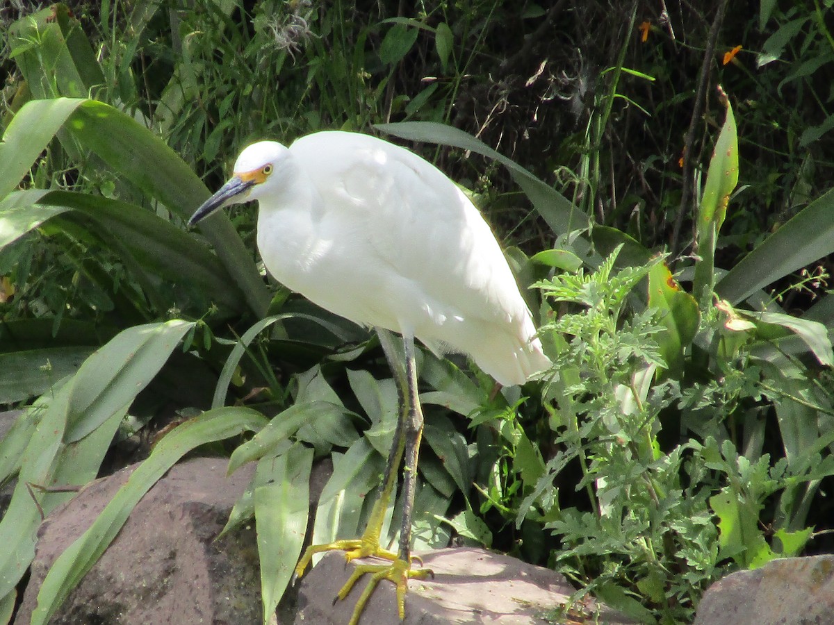 Snowy Egret - ML120380881