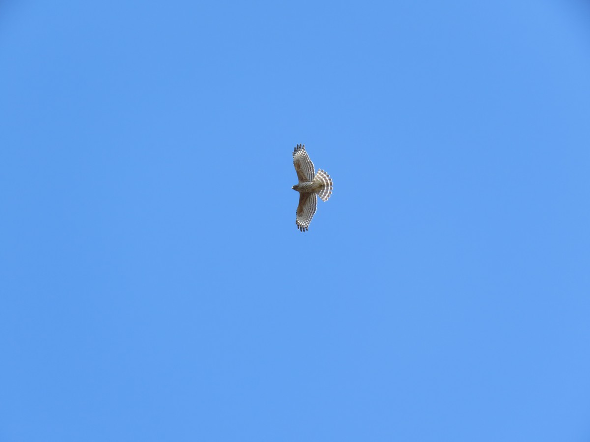 Red-shouldered Hawk - ML120381471