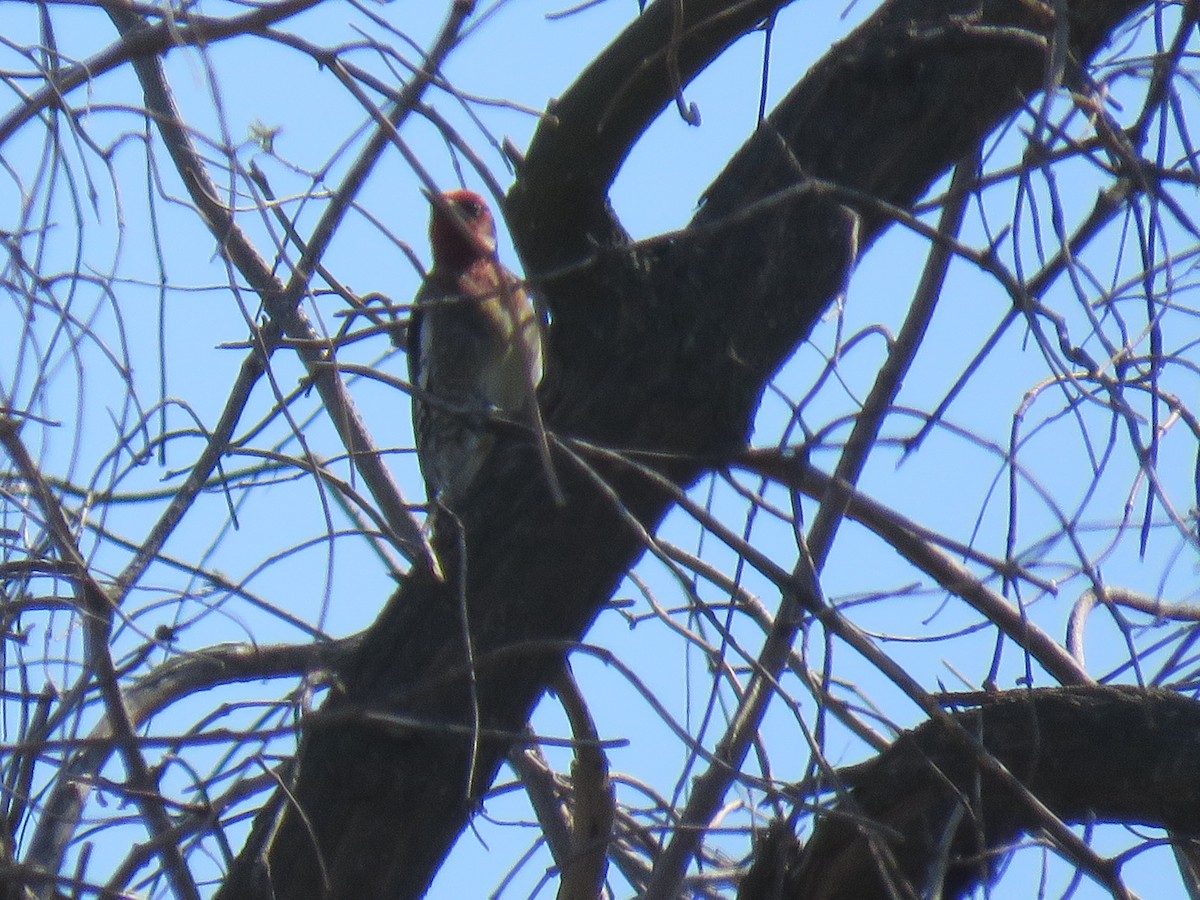 Red-breasted Sapsucker - ML120381501