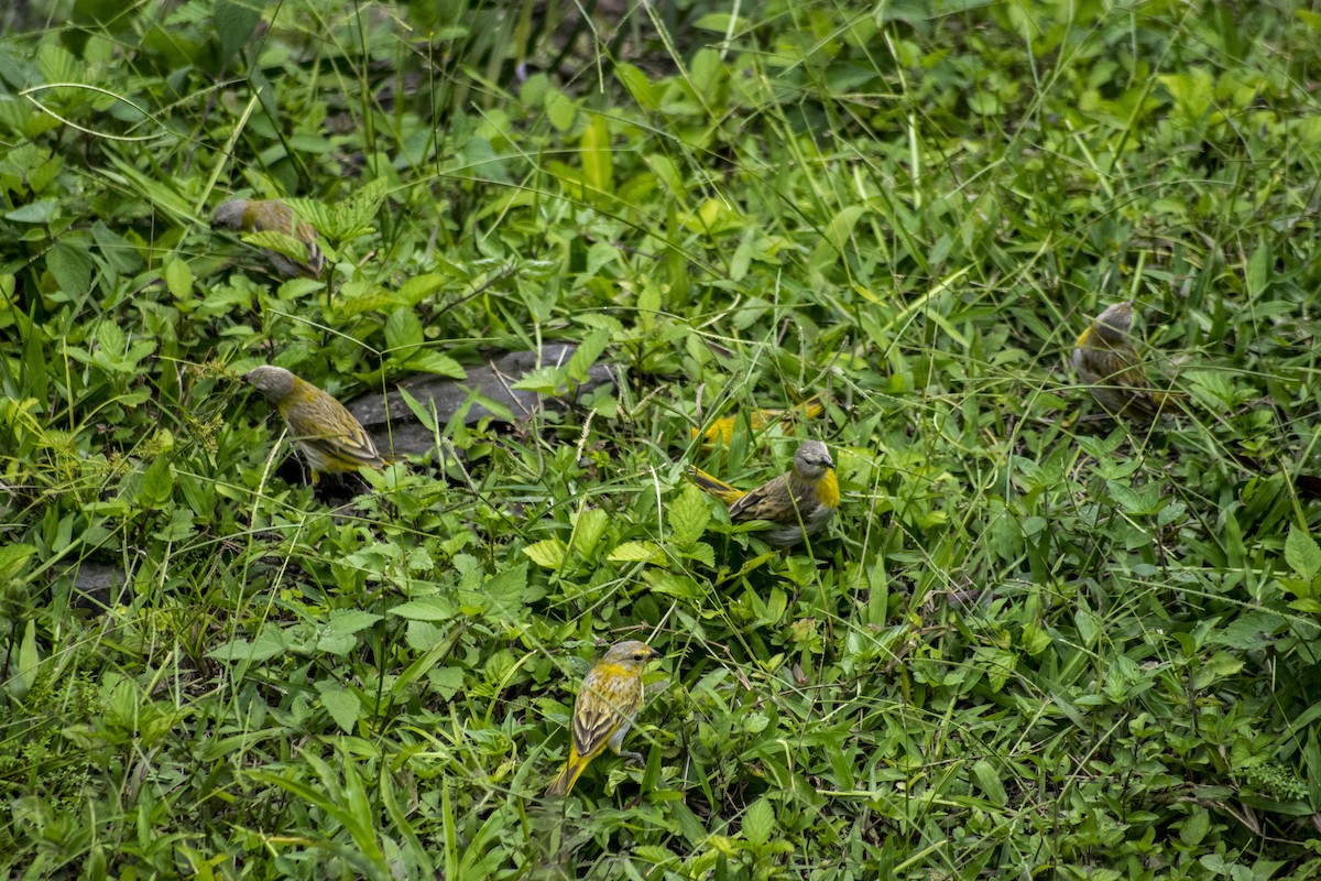 Saffron Finch - ML120381571