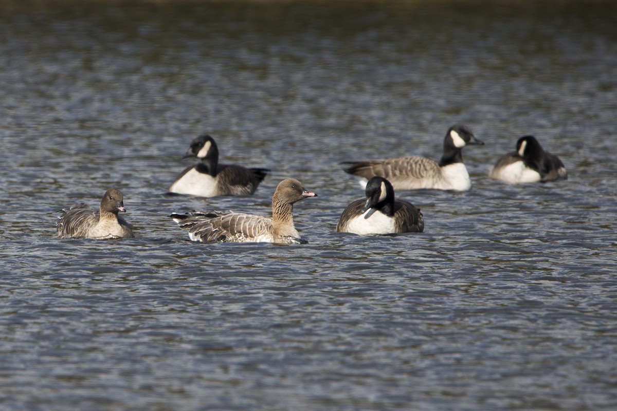 Pink-footed Goose - ML120383411