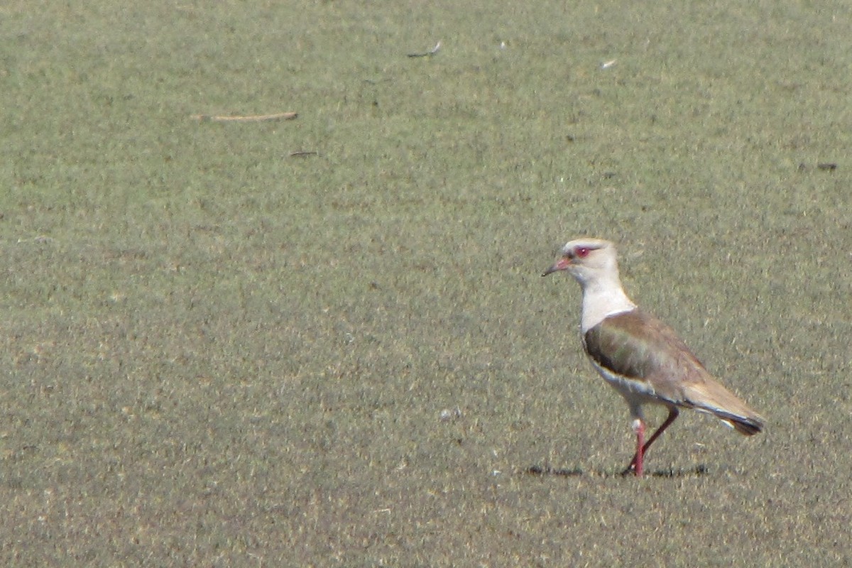 Andean Lapwing - ML120384521