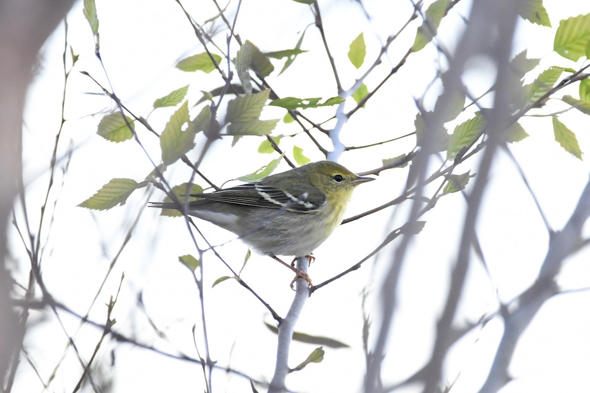 Blackpoll Warbler - ML120384781