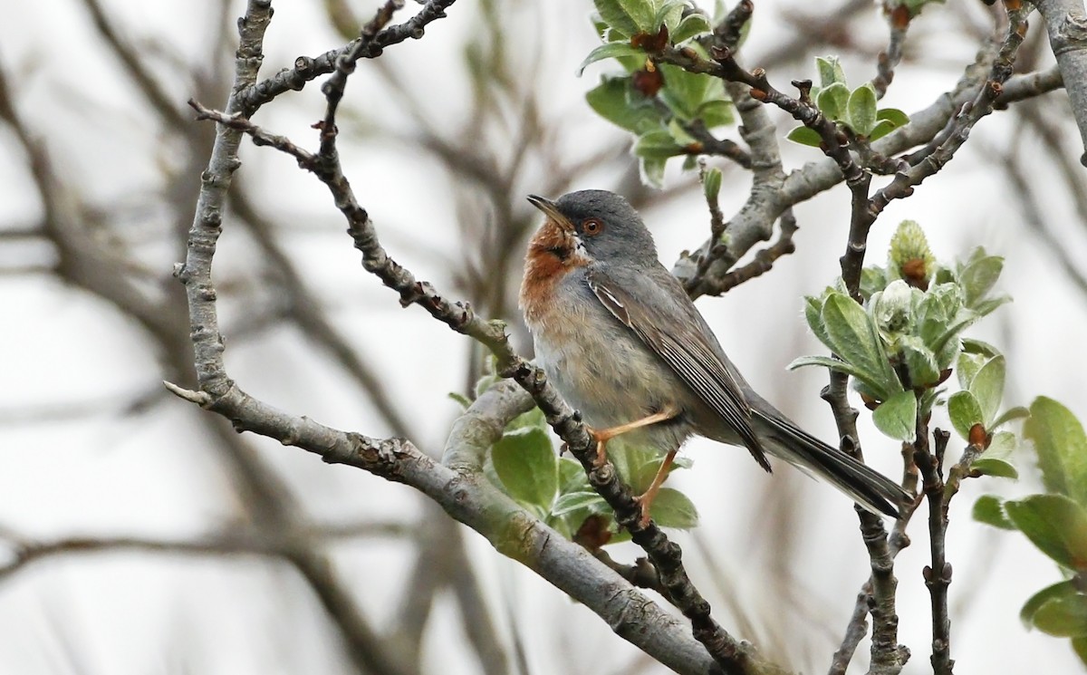 Curruca Carrasqueña Oriental - ML120384791