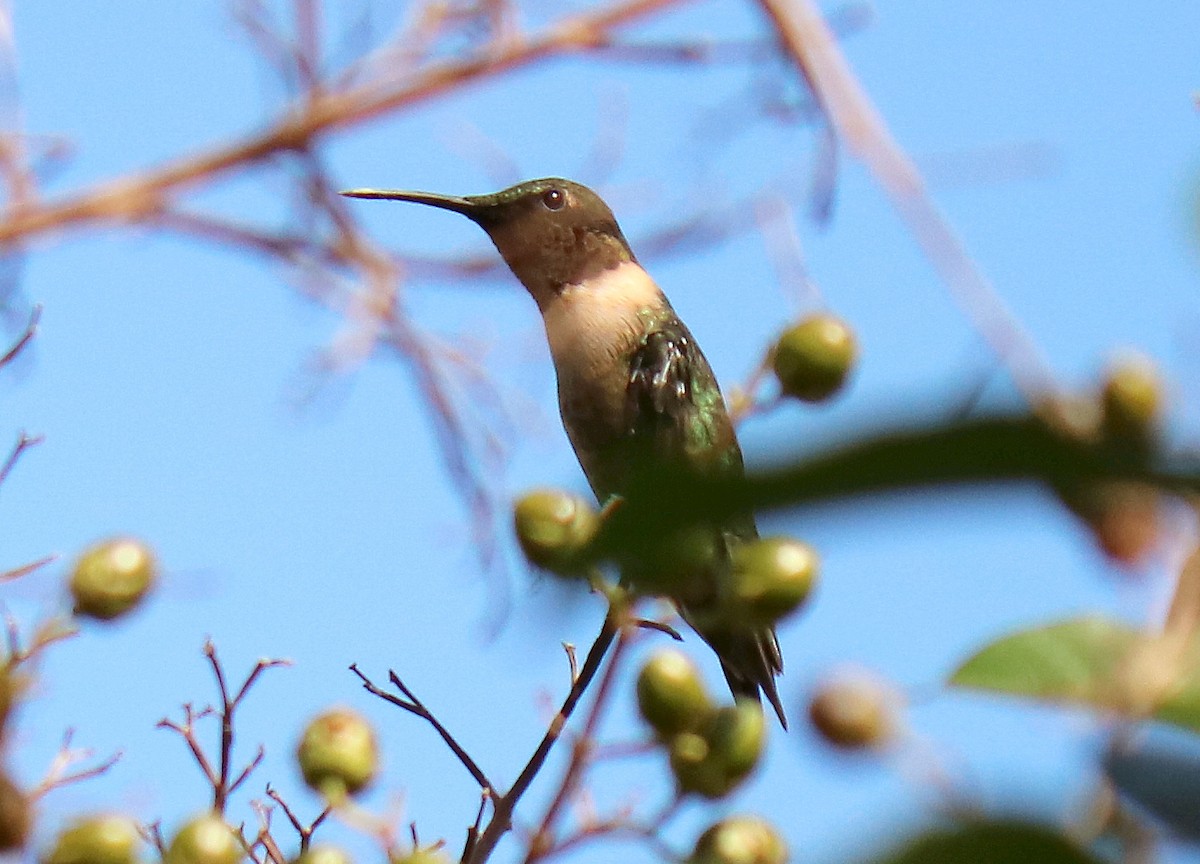 Ruby-throated Hummingbird - Roberta Blair