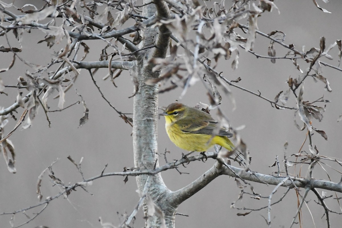 Palm Warbler (Yellow) - ML120385731