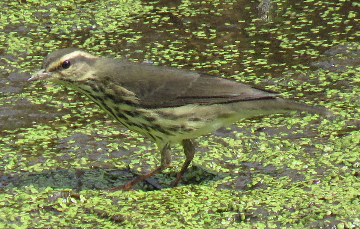 Northern Waterthrush - Rich Hoyer