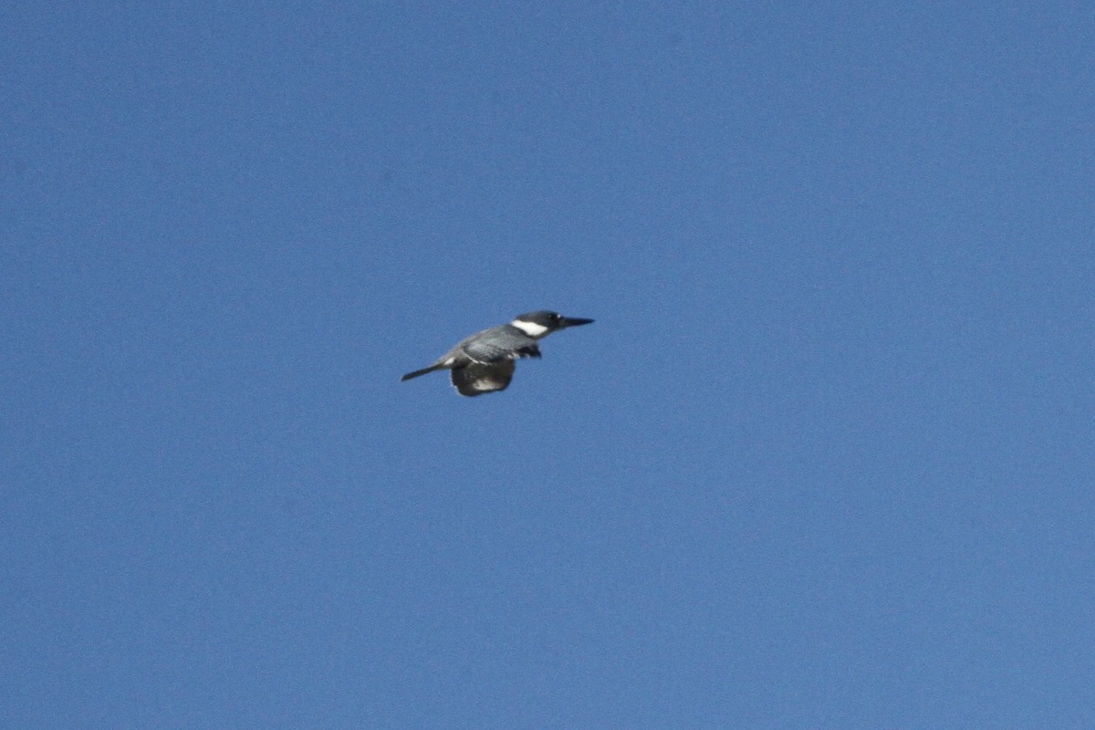 Belted Kingfisher - ML120388481