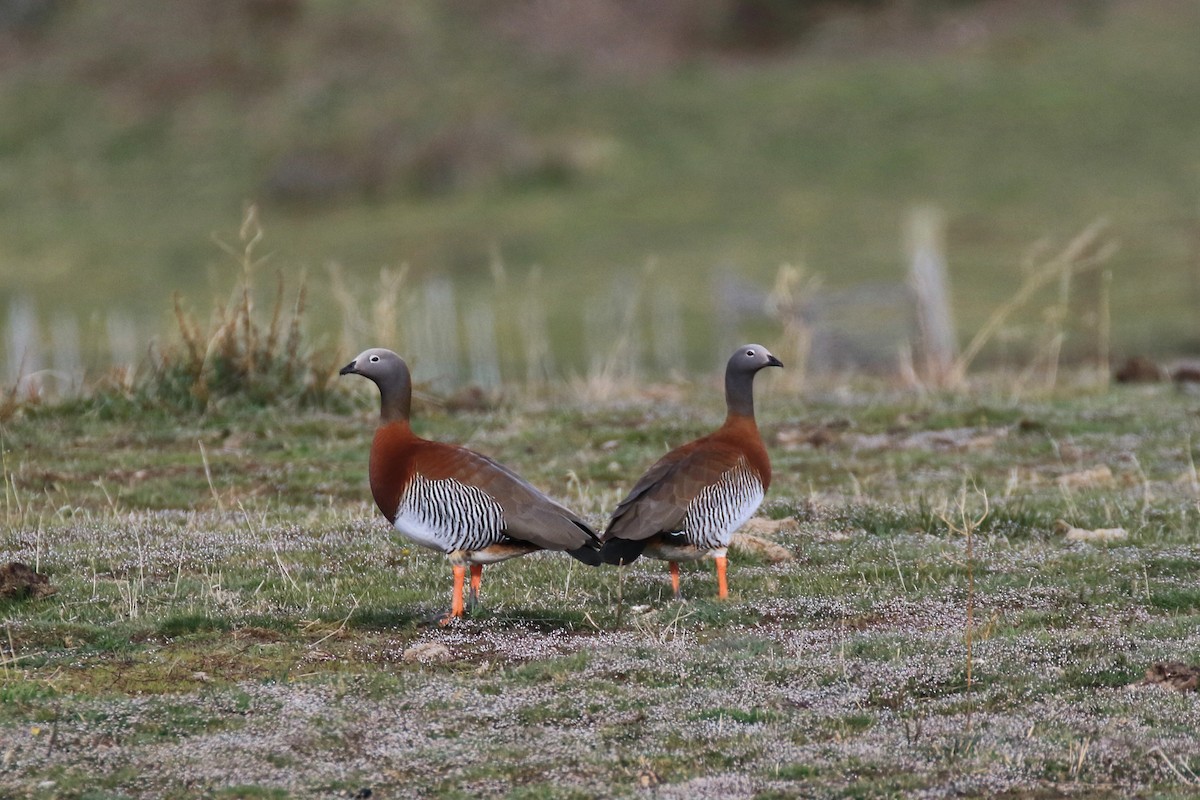 Ashy-headed Goose - Denis Tétreault