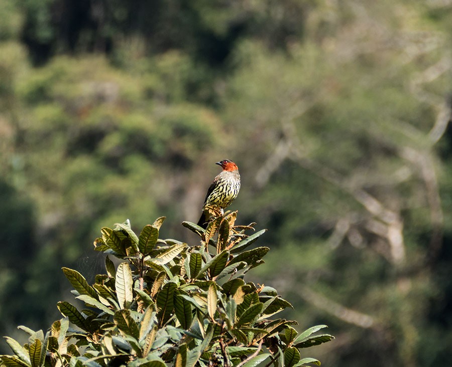 Chestnut-crested Cotinga - Karen Hamblett