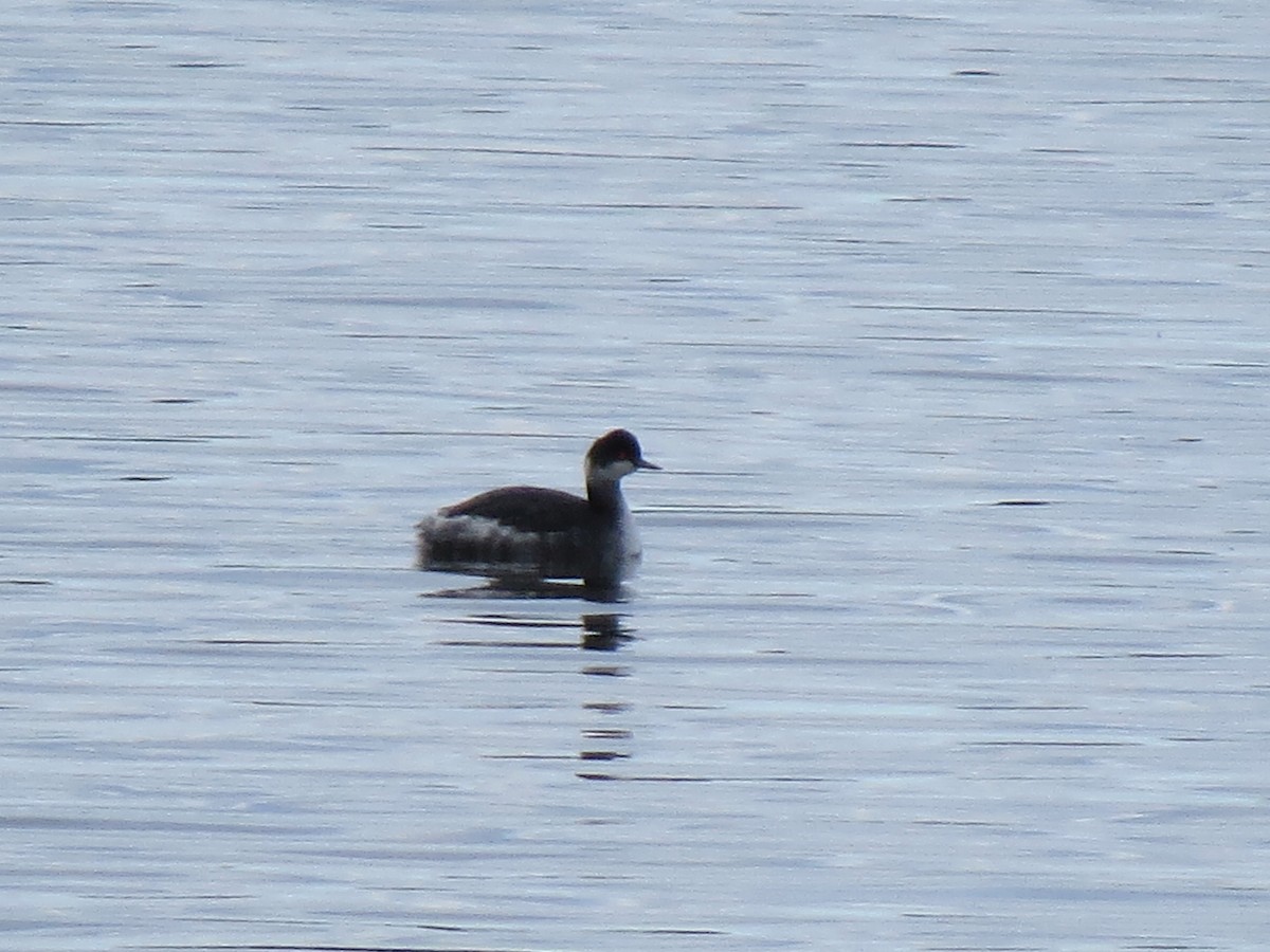 Eared Grebe - ML120392311