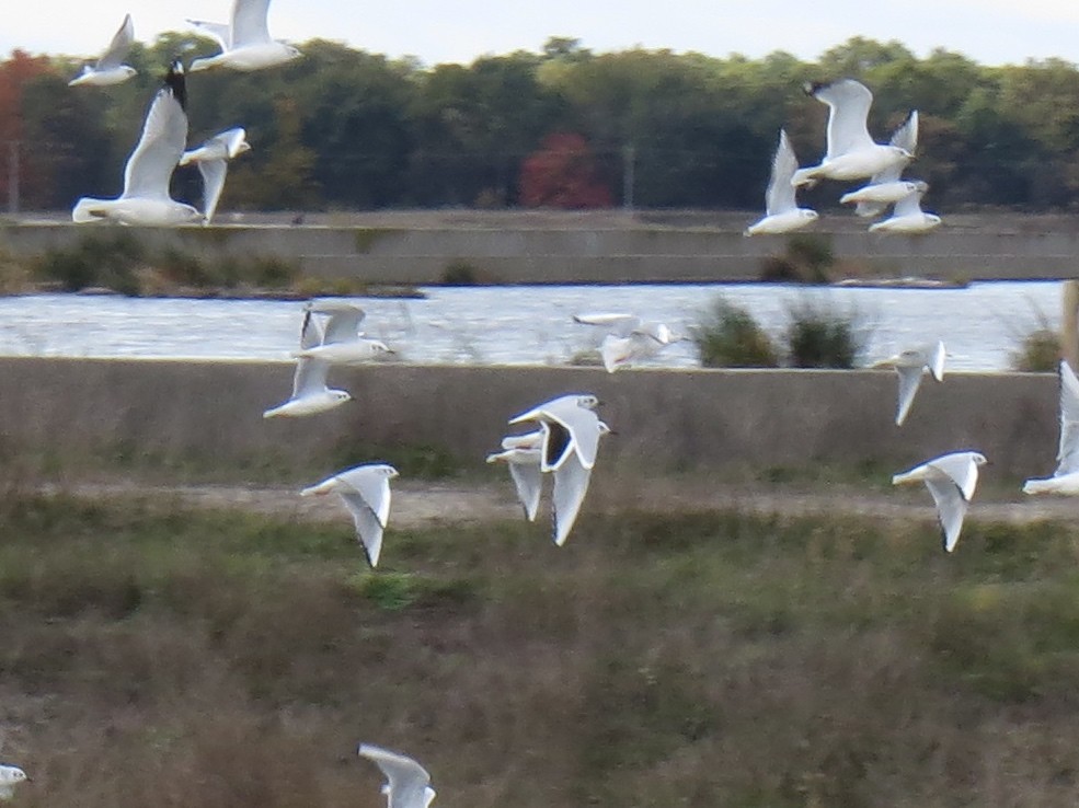 Gaviota Enana - ML120392531