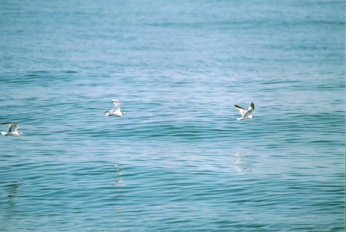 Sabine's Gull - ML120392591