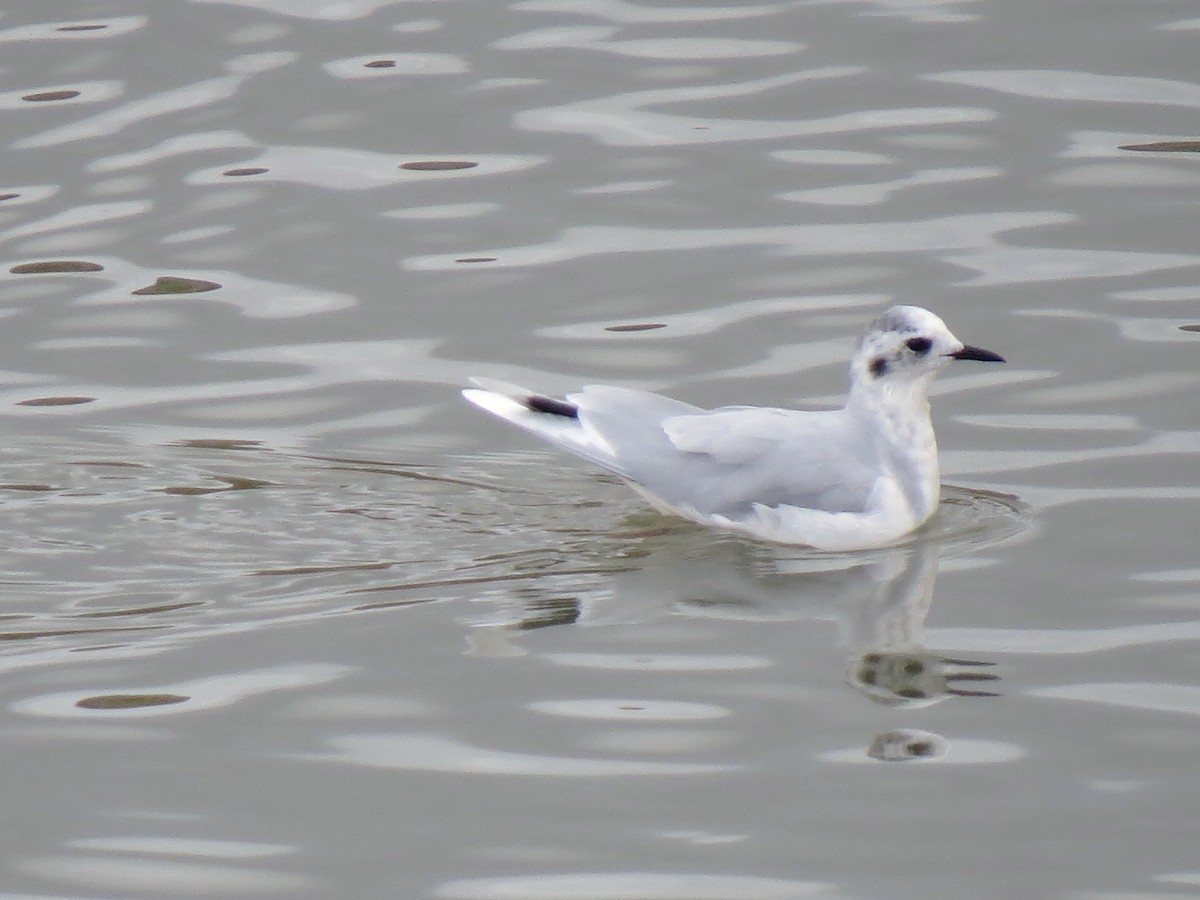 Gaviota Enana - ML120392661