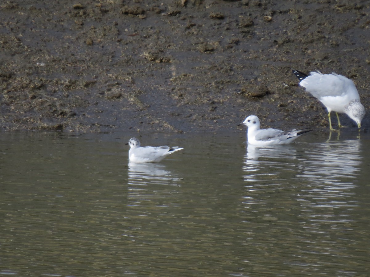 Gaviota Enana - ML120392721