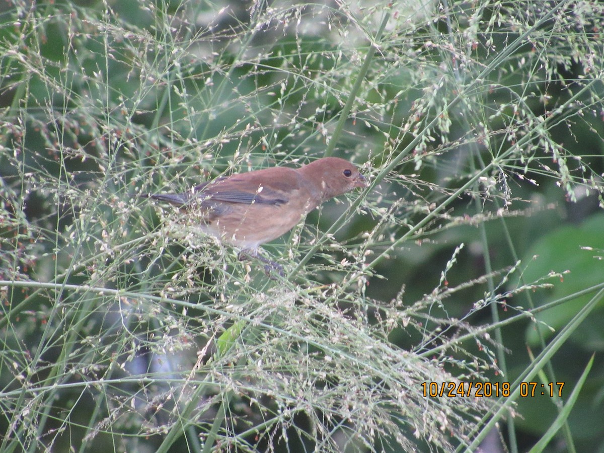 Indigo Bunting - Vivian F. Moultrie