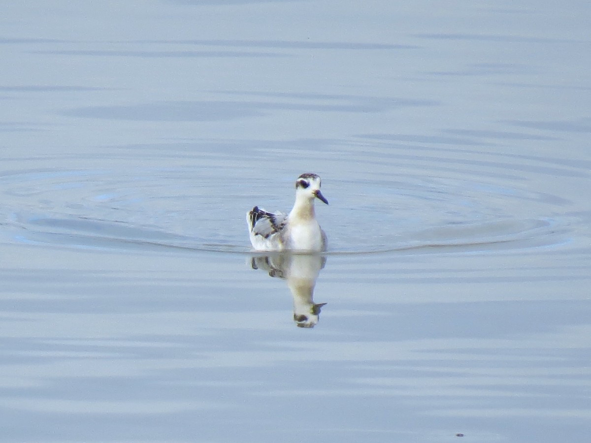 Red Phalarope - ML120393461