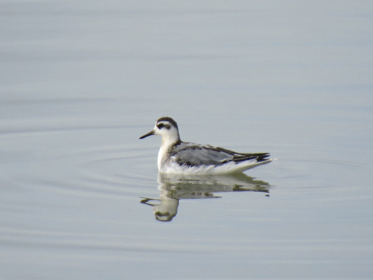 Red Phalarope - ML120393511