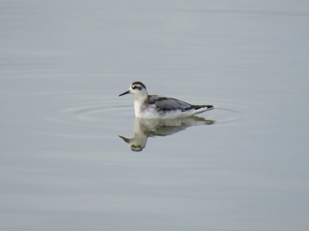 Red Phalarope - ML120393541