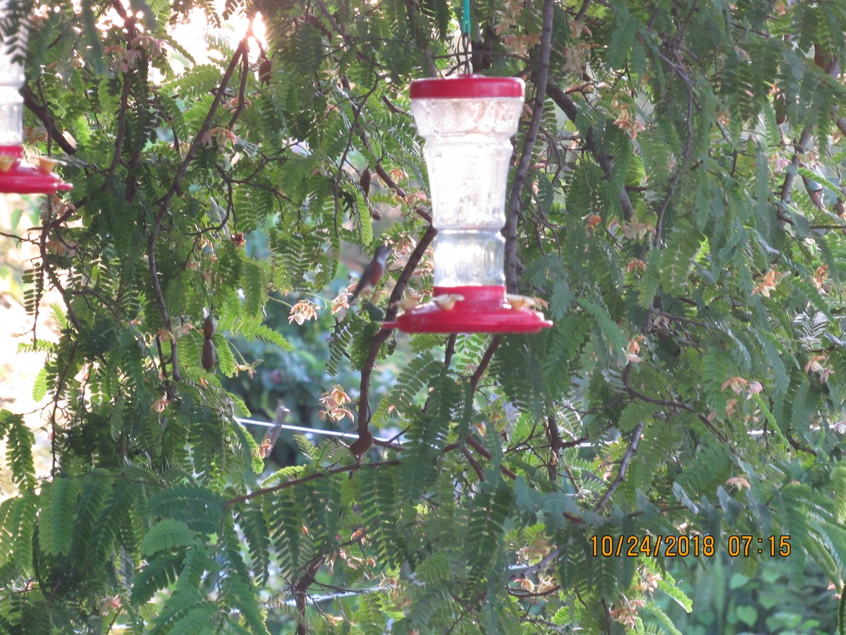 Inagua Woodstar - ML120393571