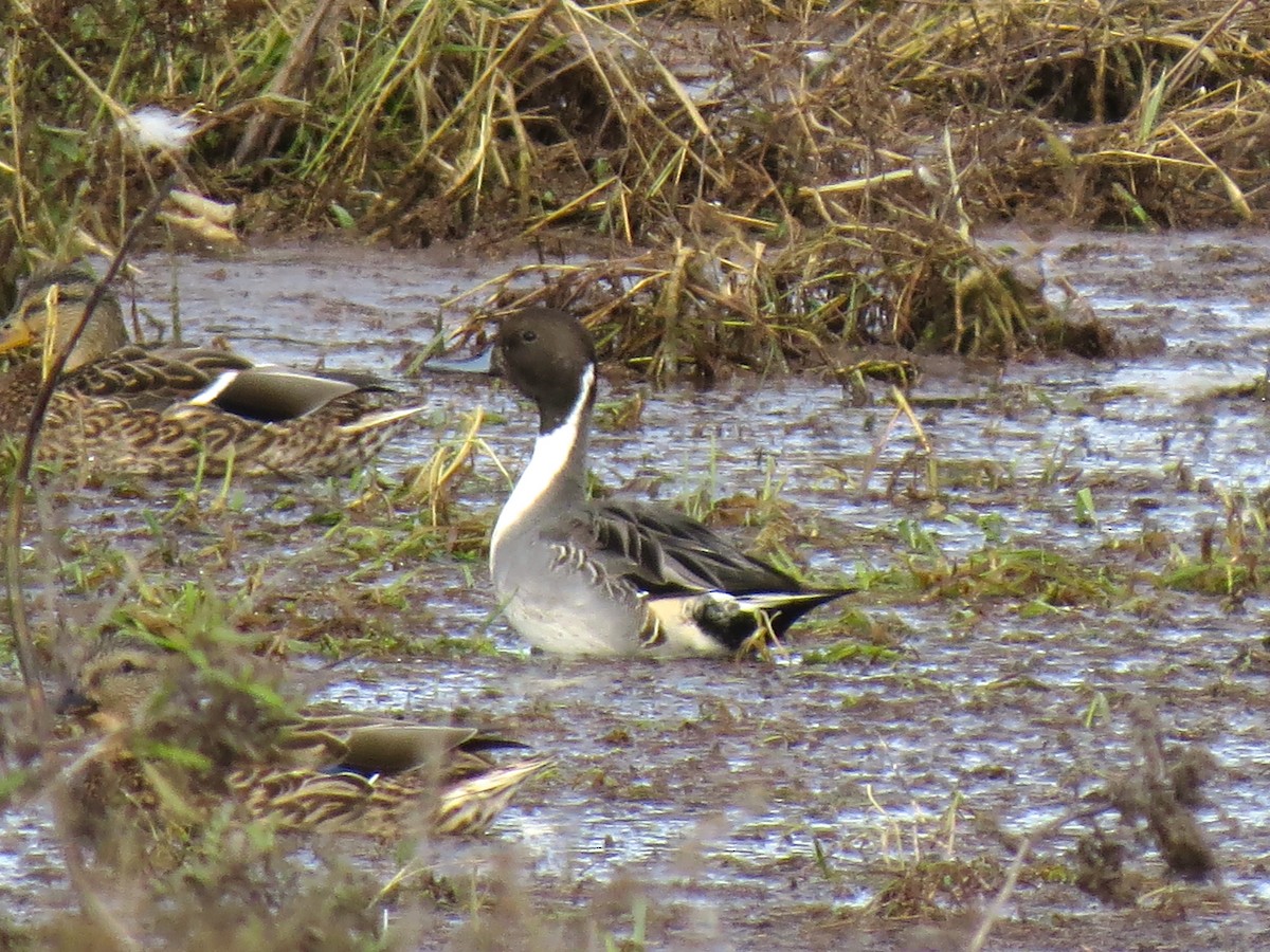 Northern Pintail - ML120393991