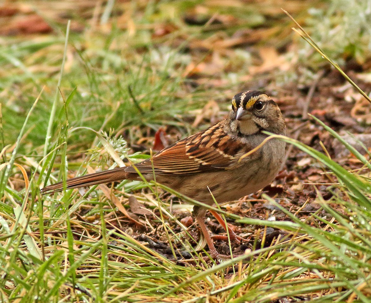 White-throated Sparrow - Robb Hinds