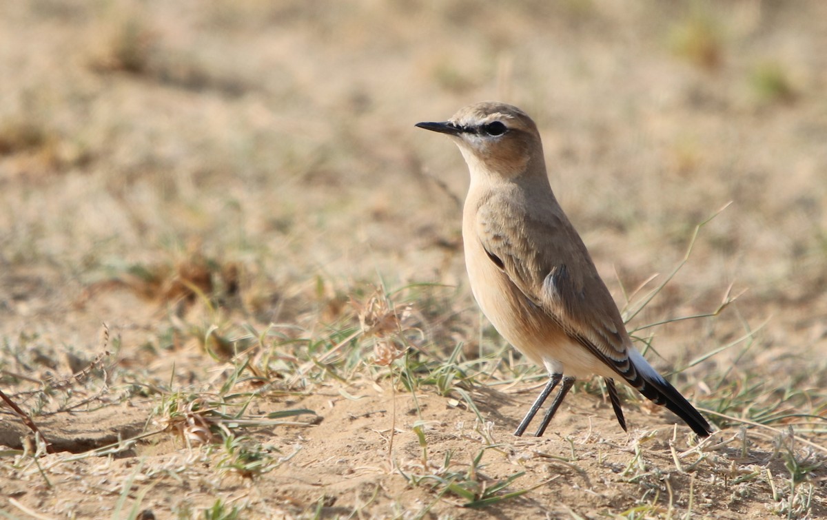 Isabelline Wheatear - ML120396741