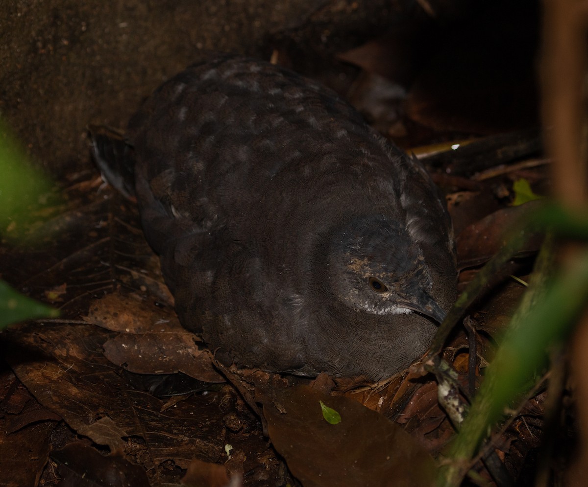 Cinereous Tinamou - ML120396761