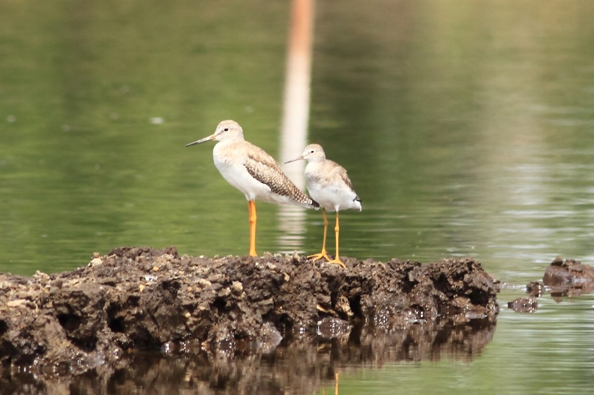 Greater Yellowlegs - ML120398131