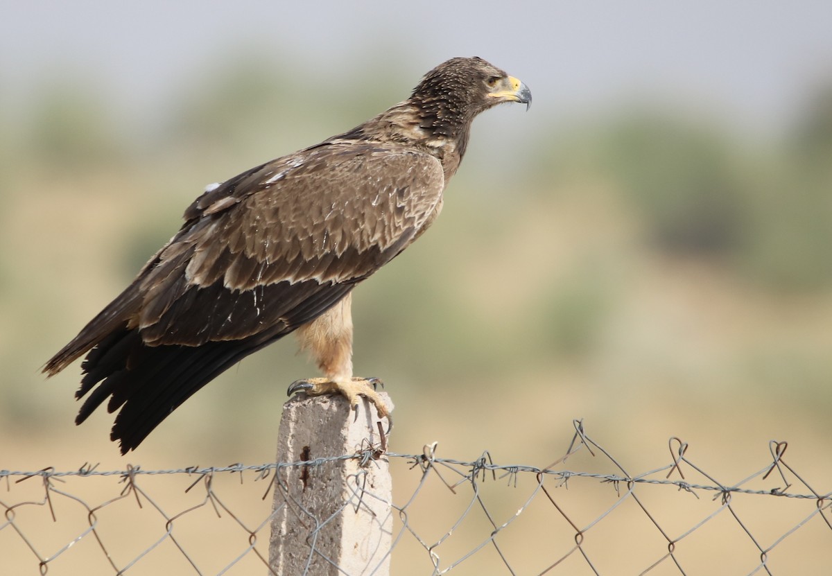 Tawny Eagle - ML120399071