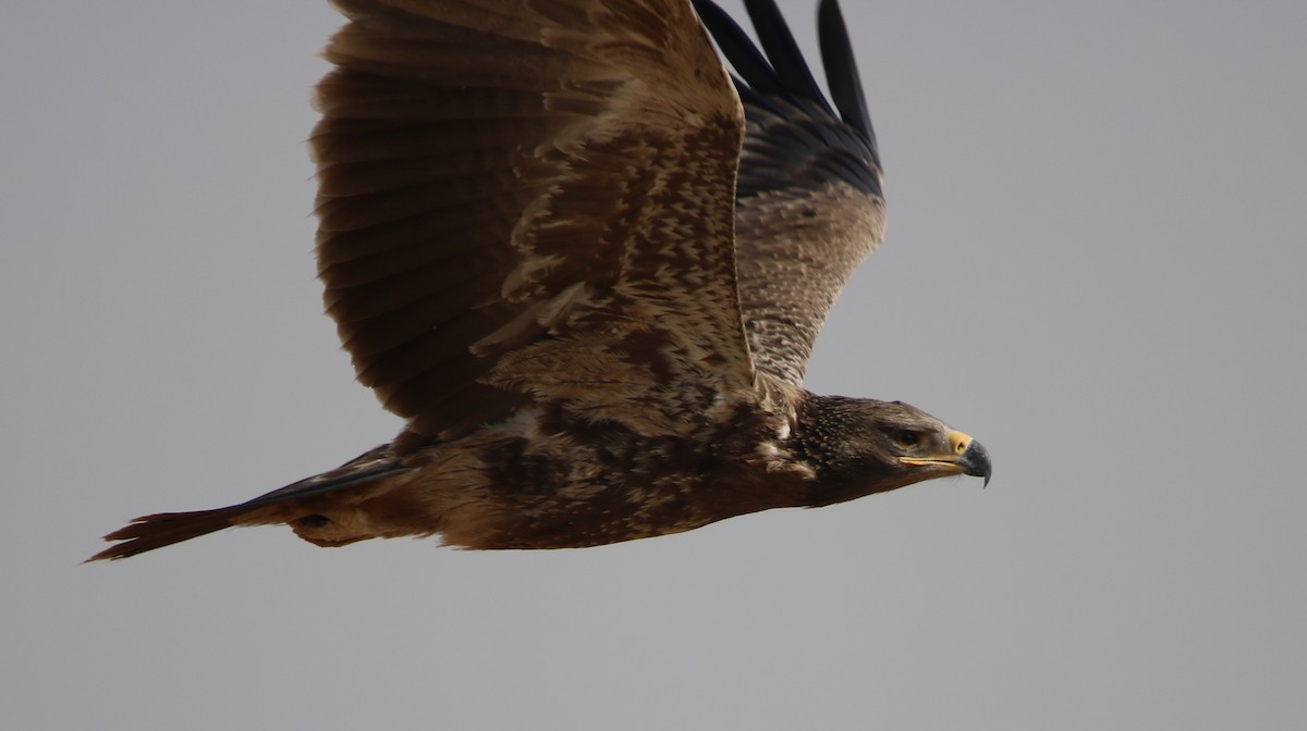 Tawny Eagle - ML120399081