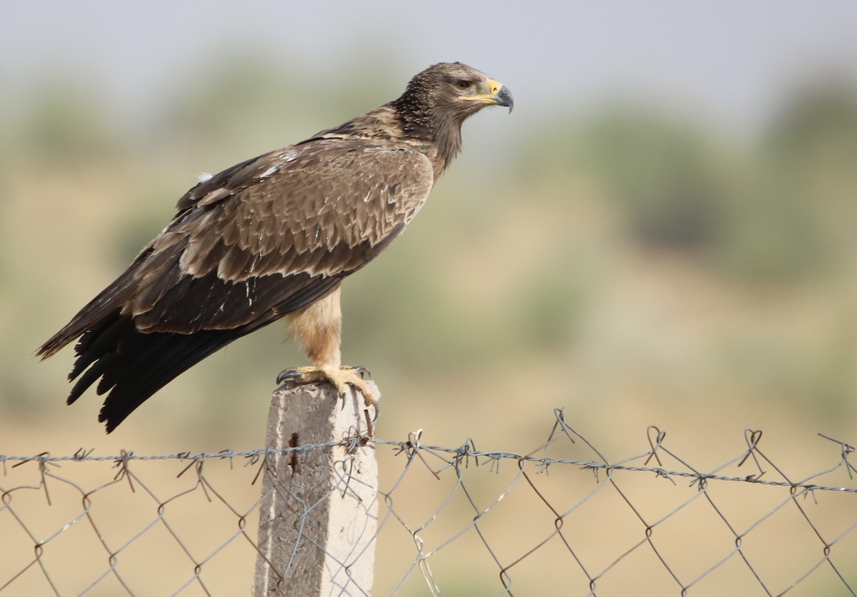 Tawny Eagle - ML120399091