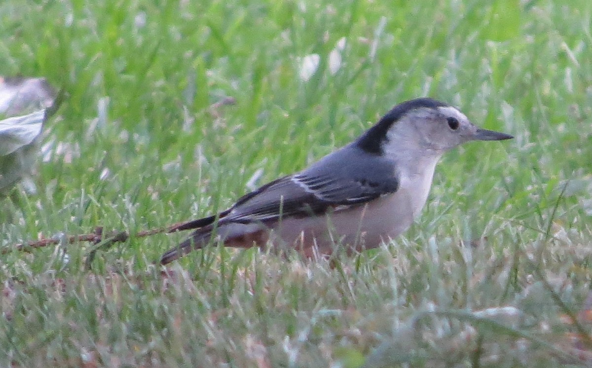 White-breasted Nuthatch - ML120399131
