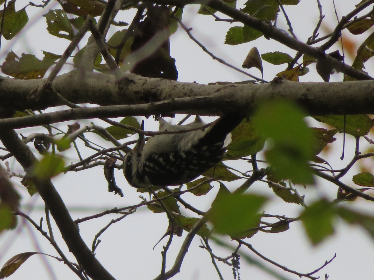 Hairy Woodpecker - ML120400261