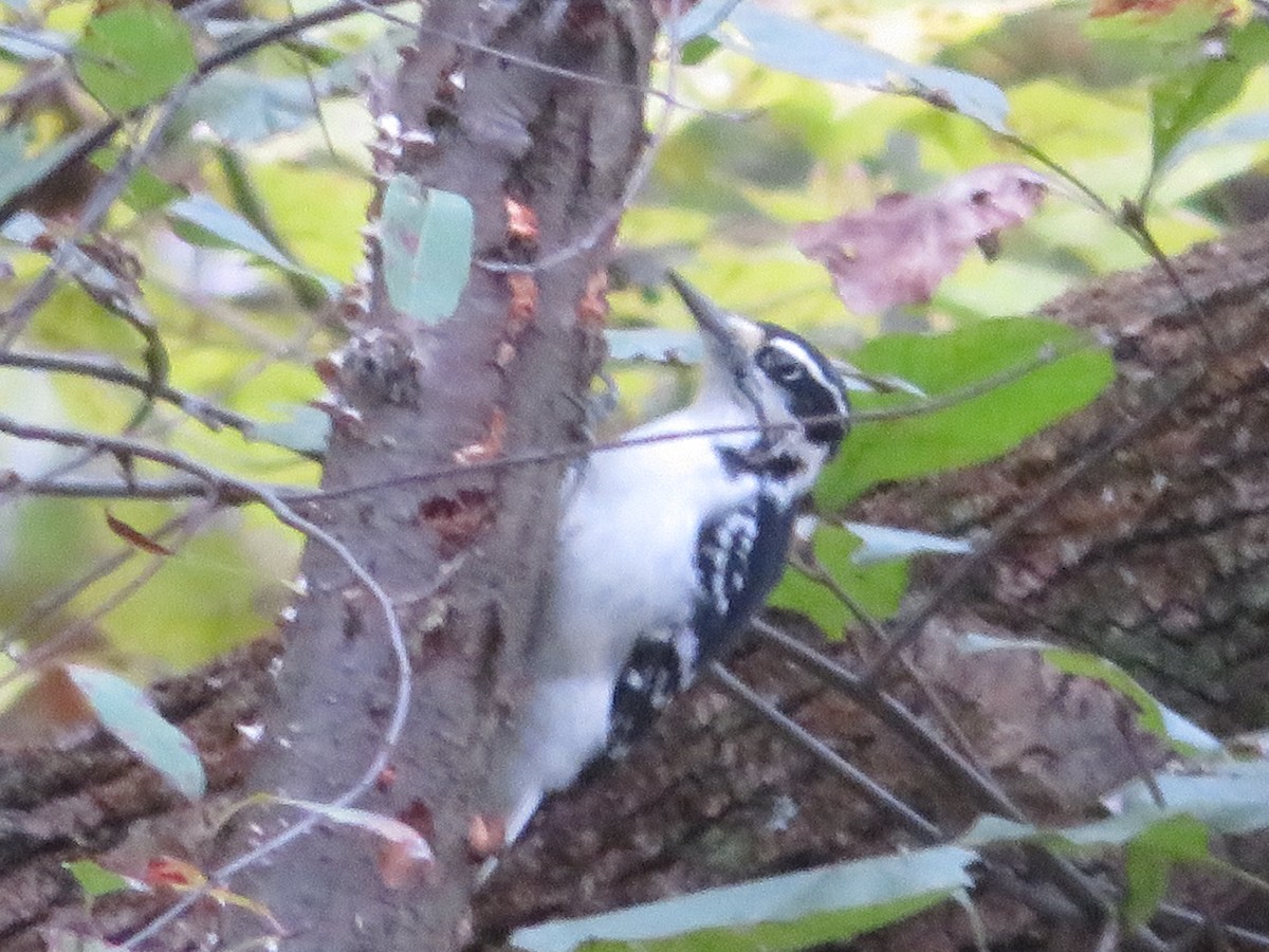 Hairy Woodpecker - ML120400271