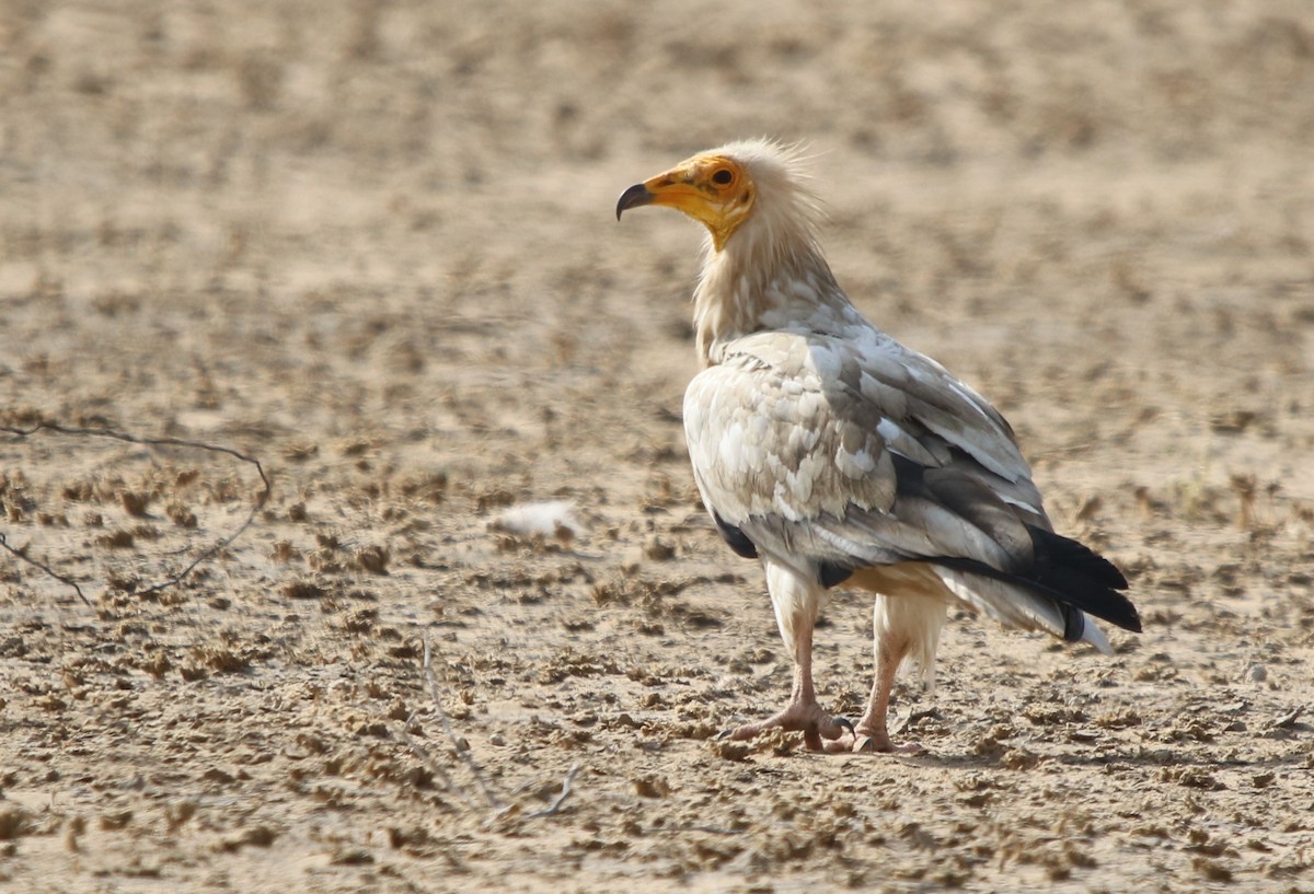 Egyptian Vulture - ML120400831