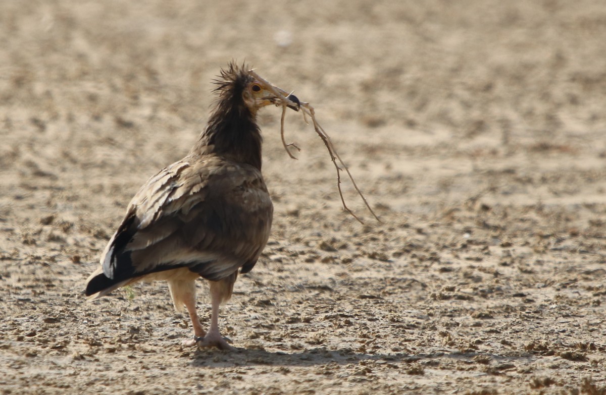 Egyptian Vulture - ML120400841