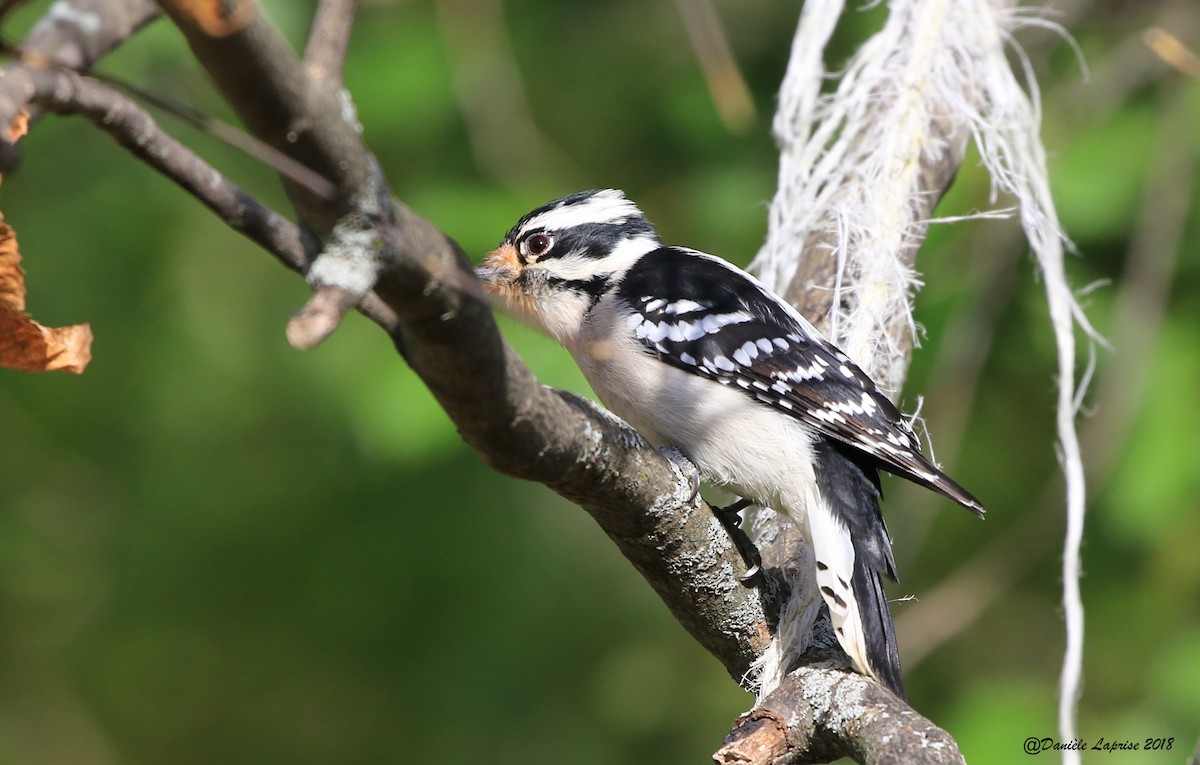 Downy Woodpecker - ML120401591